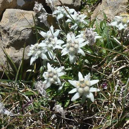 Abadia Del Pirineo 4* Tramacastilla de Tena