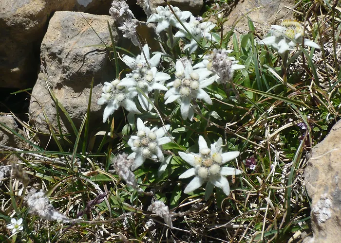 Abadia Del Pirineo 4* Tramacastilla de Tena